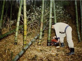 Bamboo is cut